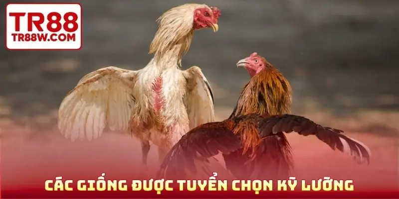 Các giống được tuyển chọn kỹ lưỡng