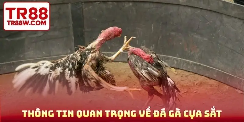 Sơ lược thông tin quan trọng về đá gà cựa sắt