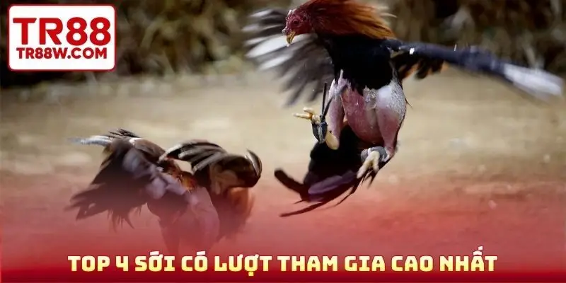 TOP 4 sới có lượt tham gia cao nhất
